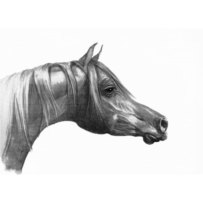 Arabian Horse Drawing Horse Giclee Print Horse Fine Art - BU0G8A792