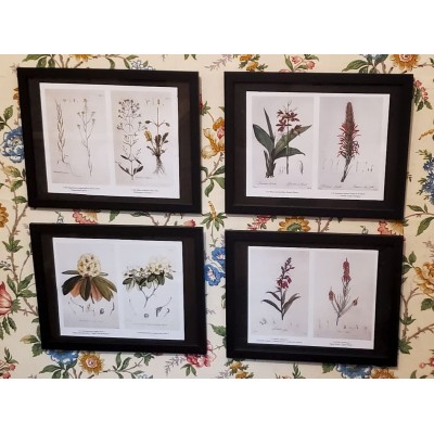Botanical Prints Antique and Vintage Art Flora Plate Drawings Paintings Set of four pages 8 prints See Pics - B85C90U16