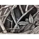 Mangrove II Drawing by Dawn Rosendahl ~Original Pencil Drawing - BGLHQIG8N