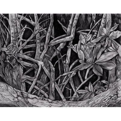 "Mangrove II" Drawing by Dawn Rosendahl ~Original Pencil Drawing - BGLHQIG8N