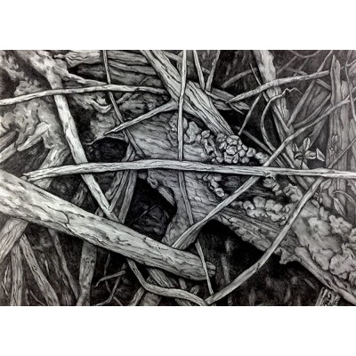 "Mangrove V" Drawing by Dawn Rosendahl ~Original Pencil Drawing - BERM4WYJ9