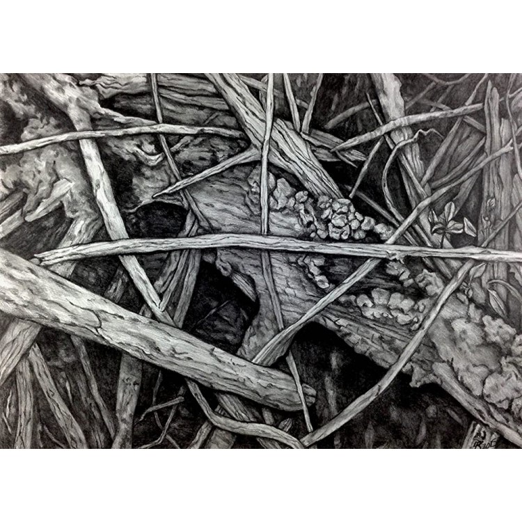 Mangrove V Drawing by Dawn Rosendahl ~Original Pencil Drawing - BERM4WYJ9
