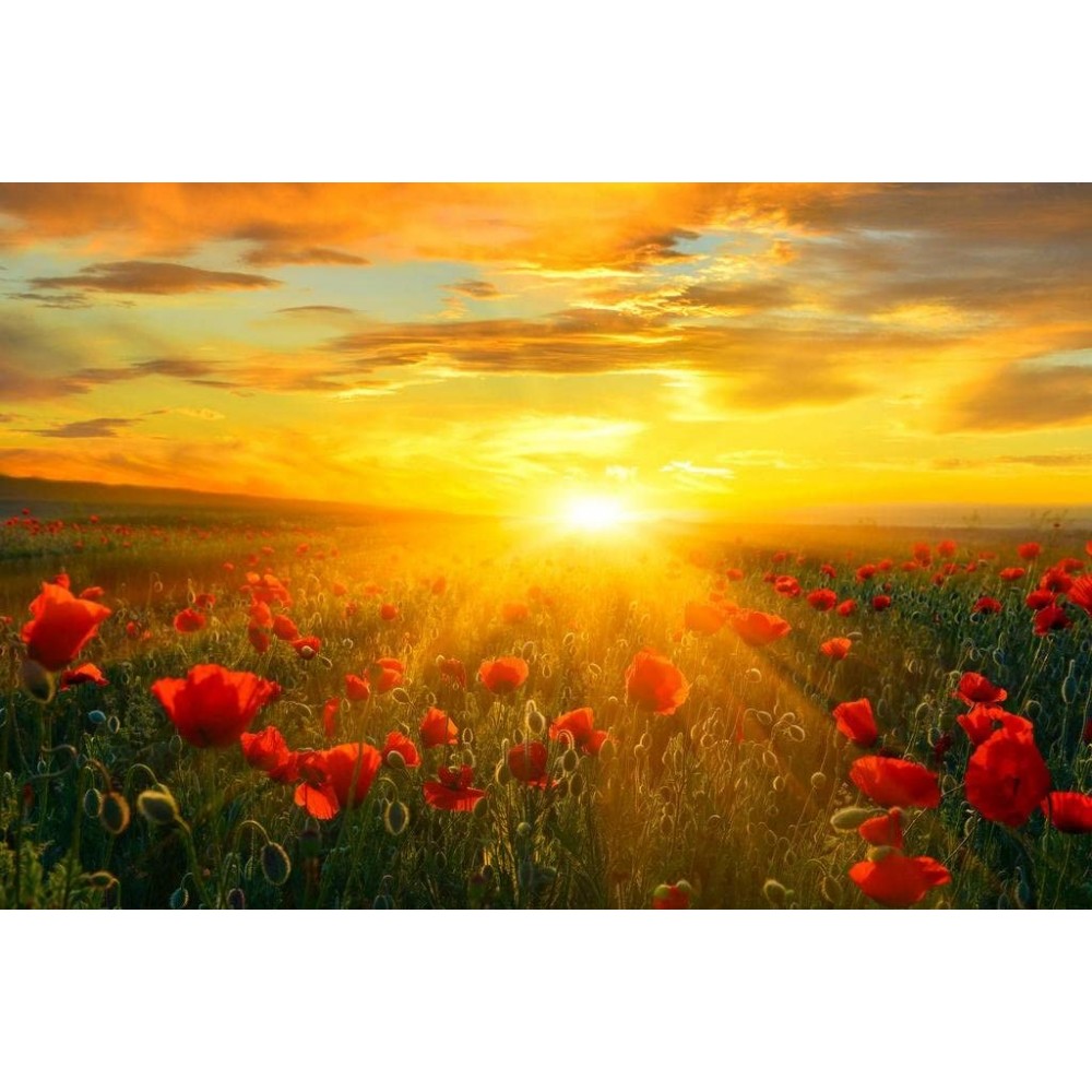 Bright New Day Field of Poppies at Sunrise Landscape Photo Photograph Beach Sunset Palm Pictures Ocean Scenic Scenery Tropical Nature Photography Paradise Cool Wall Decor Art Print Poster 36x24 - BQ6FJ75S1