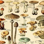 Meishe Art Vintage Poster Print Mushrooms Champignons Identification Reference Chart Diagram Illustration Botanical Educational Wall Decor - BH3KDSR5P