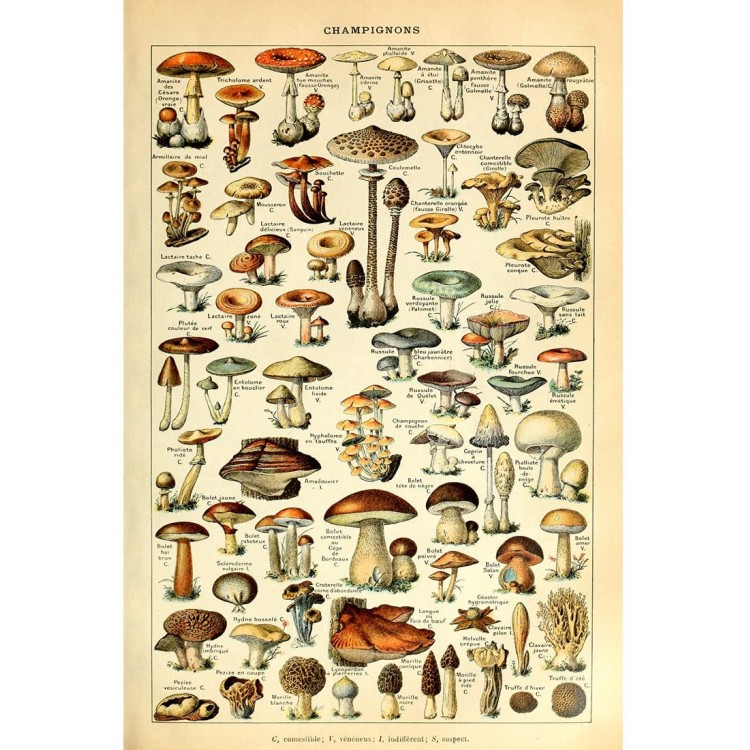 Meishe Art Vintage Poster Print Mushrooms Champignons Identification Reference Chart Diagram Illustration Botanical Educational Wall Decor - BH3KDSR5P
