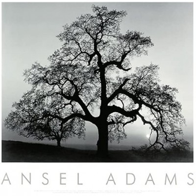 Oak Tree Sunset City California 1932 Art Poster Print by Ansel Adams Overall Size: 30x24 Image Size: 22.5x18.5 - BBZ5Y404M