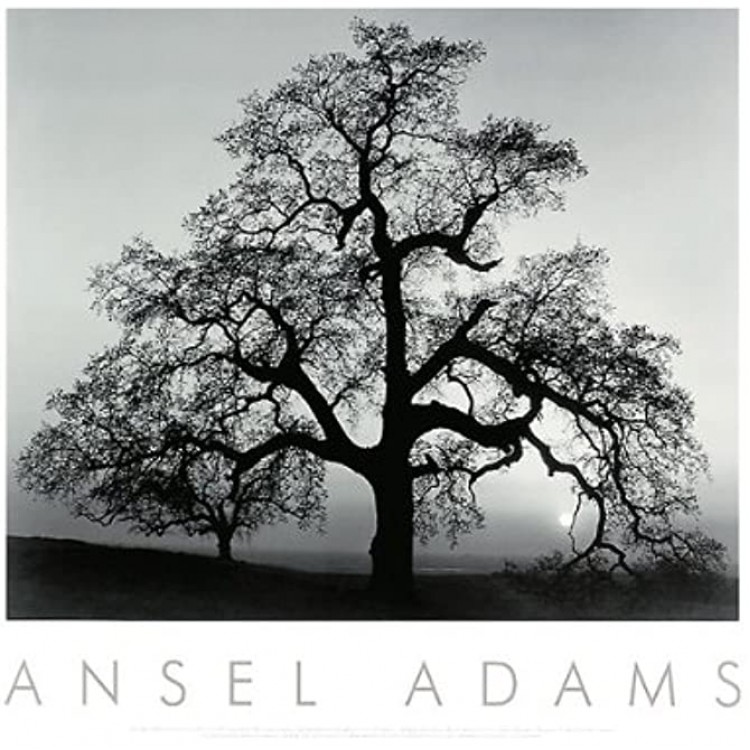 Oak Tree Sunset City California 1932 Art Poster Print by Ansel Adams Overall Size: 30x24 Image Size: 22.5x18.5 - BBZ5Y404M