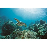 Sea Turtle Swimming Near Coral Reef Photo Sea Turtle Pictures Turtle Poster Aquatic Pictures Sea Prints Wall Art Turtle Shell Art Turtle Pictures Wall Art Decor Cool Wall Decor Art Print Poster 36x24 - BBNS9X7OD