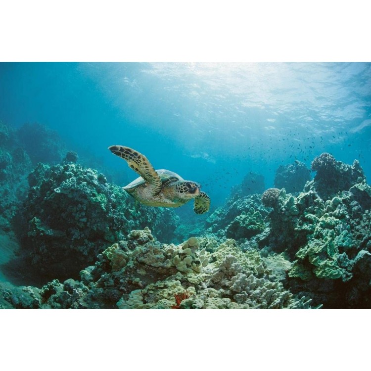 Sea Turtle Swimming Near Coral Reef Photo Sea Turtle Pictures Turtle Poster Aquatic Pictures Sea Prints Wall Art Turtle Shell Art Turtle Pictures Wall Art Decor Cool Wall Decor Art Print Poster 36x24 - BBNS9X7OD