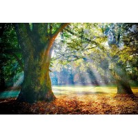 Solitary Ancient Oak Tree Sunlight Sunbeams Photo Photograph Cool Wall Decor Art Print Poster 36x24 - BG264CO7N