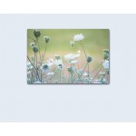 Botanical Photographic CANVAS Print Dreamy Wall Art Nature Photography Teal Bathroom Decor Ethereal Green Bedroom Decor Queen Anne's Lace Ready to Hang - BDPXCHANI