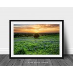 Country Photography Print Not Framed Picture of Lone Tree in Field of Bluebonnets at Sunset on Spring Evening in Texas Wildflower Wall Art Farmhouse Decor 4x6 to 40x60 - BEILBDYTZ