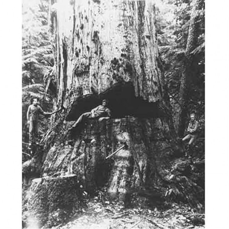 DS Decor Photos Quality Digital Print of a Vintage Photograph Lumberjacks Cut Douglas Fir Washington 1909. Black & White 11x14 inches Matte Finish - BX2DF7RBA