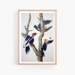 INFINITE PHOTOGRAPHS Photo: Ivory-Billed Woodpecker,John J Audubon,Reproduction Photo,Bird - BTSDXN7T4