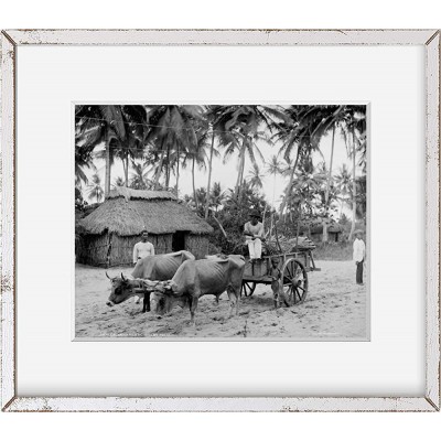 INFINITE PHOTOGRAPHS Photo: Puerto Rican Country Scene,ox Teams,Dwelling,Huts,Structures,San Juan,Rico,c1903 - B7VX6SBE0