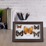 Linel Butterfly Specimen Butterfly Wall Decor Framed Butterfly Taxidermy Butterfly Picture Frame Real Butterfly Collection Display Butterfly Wall Art Birthday GiftBlack Frame - B7PIS9CL7