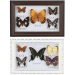 Linel Butterfly Specimen Butterfly Wall Decor Framed Butterfly Taxidermy Butterfly Picture Frame Real Butterfly Collection Display Butterfly Wall Art Birthday GiftBlack Frame - B7PIS9CL7
