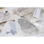 Pack of 10 Assorted Dry-Preserved Tropical Butterflies Real Specimens Lepidoptera Entomology Butterfly Taxidermy - BNH846X5E