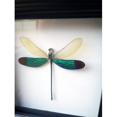 Real Framed Damselfly Insect Collection Nature Wall Art Dragonfly Gift - BCKT5IBGT