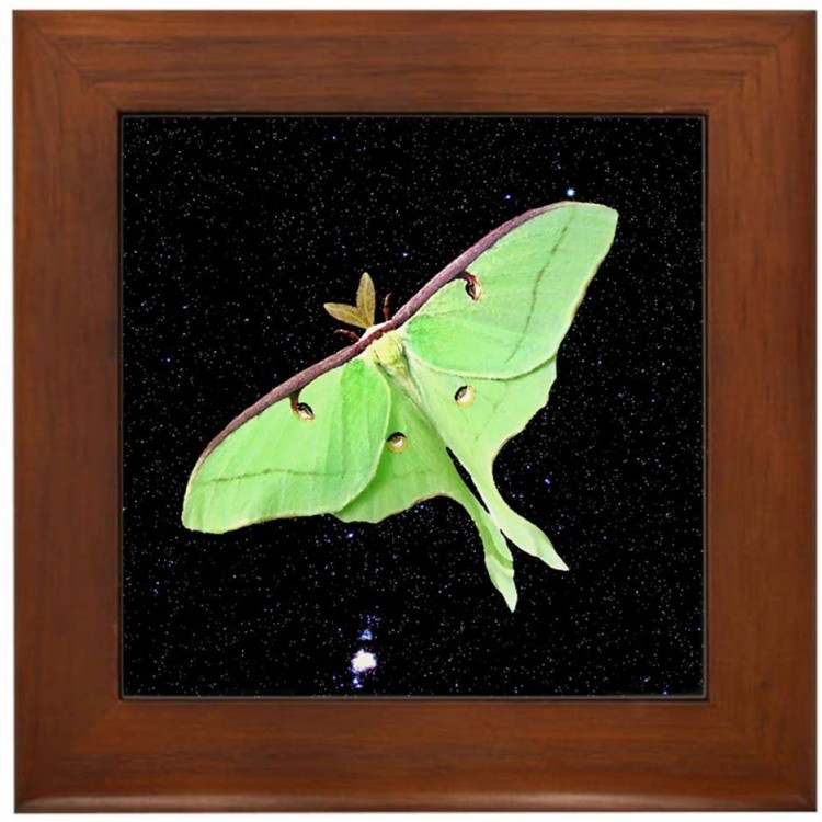 CafePress Luna Moth Framed Tile Framed Tile Decorative Tile Wall Hanging - B7VQ0UEHM